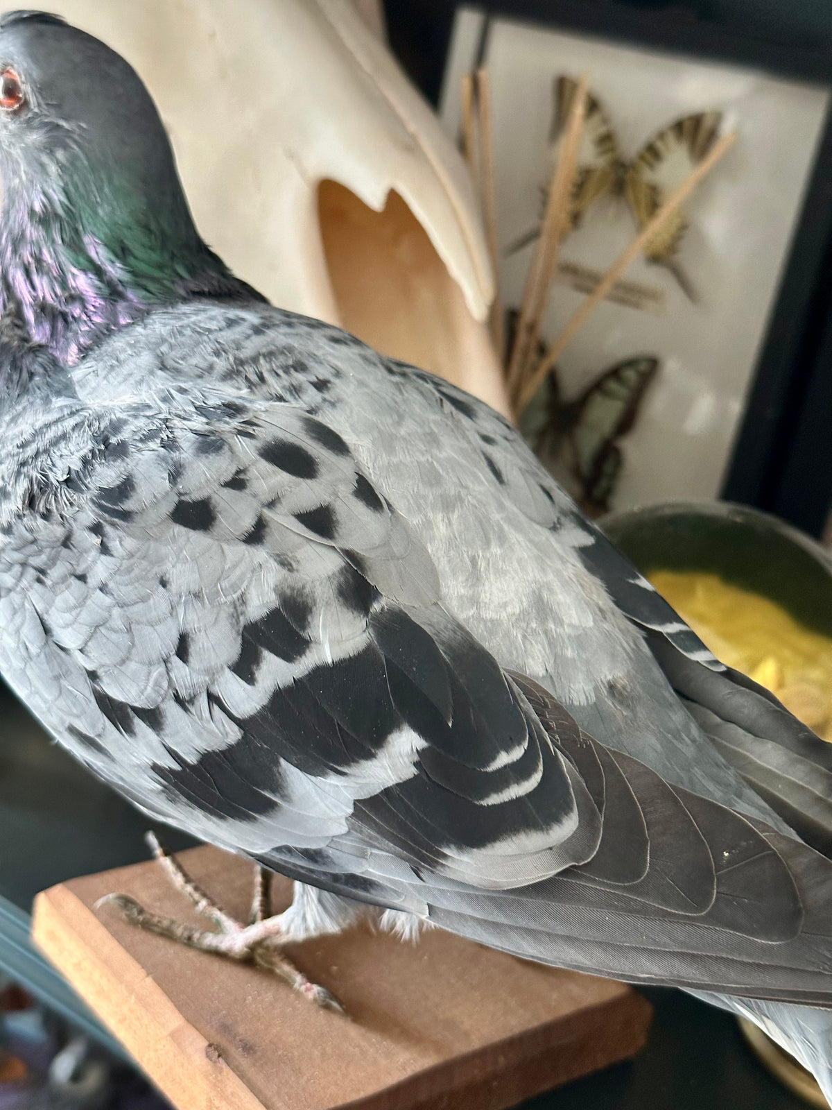 “Fred” Taxidermy Pigeon