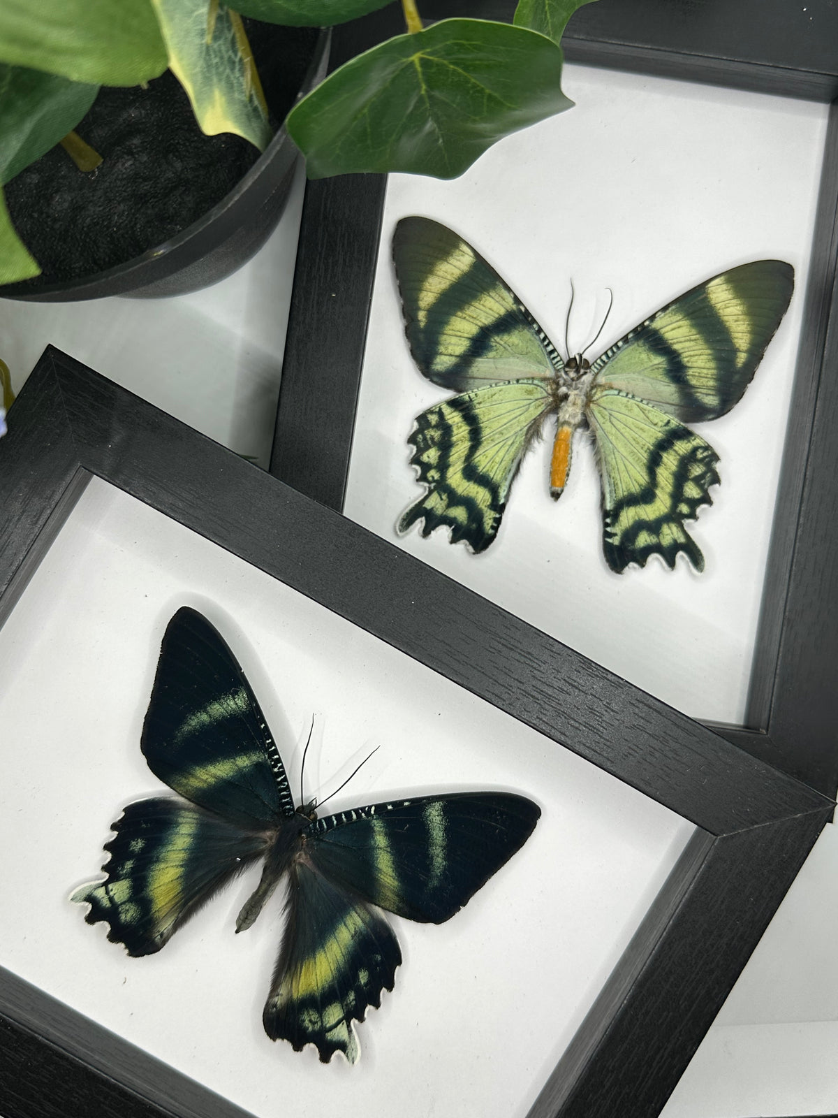 Alcides Orontes Moth in a frame