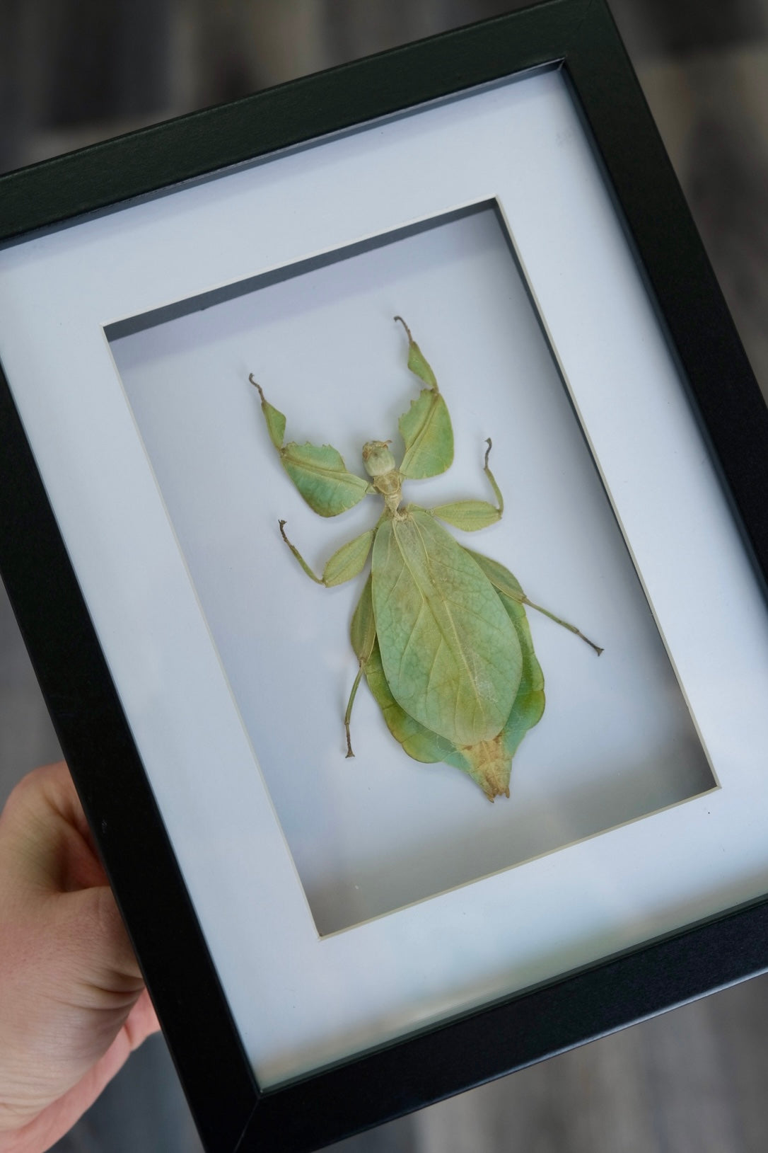 Leaf Insect /  Phyllium Celebicum in a frame