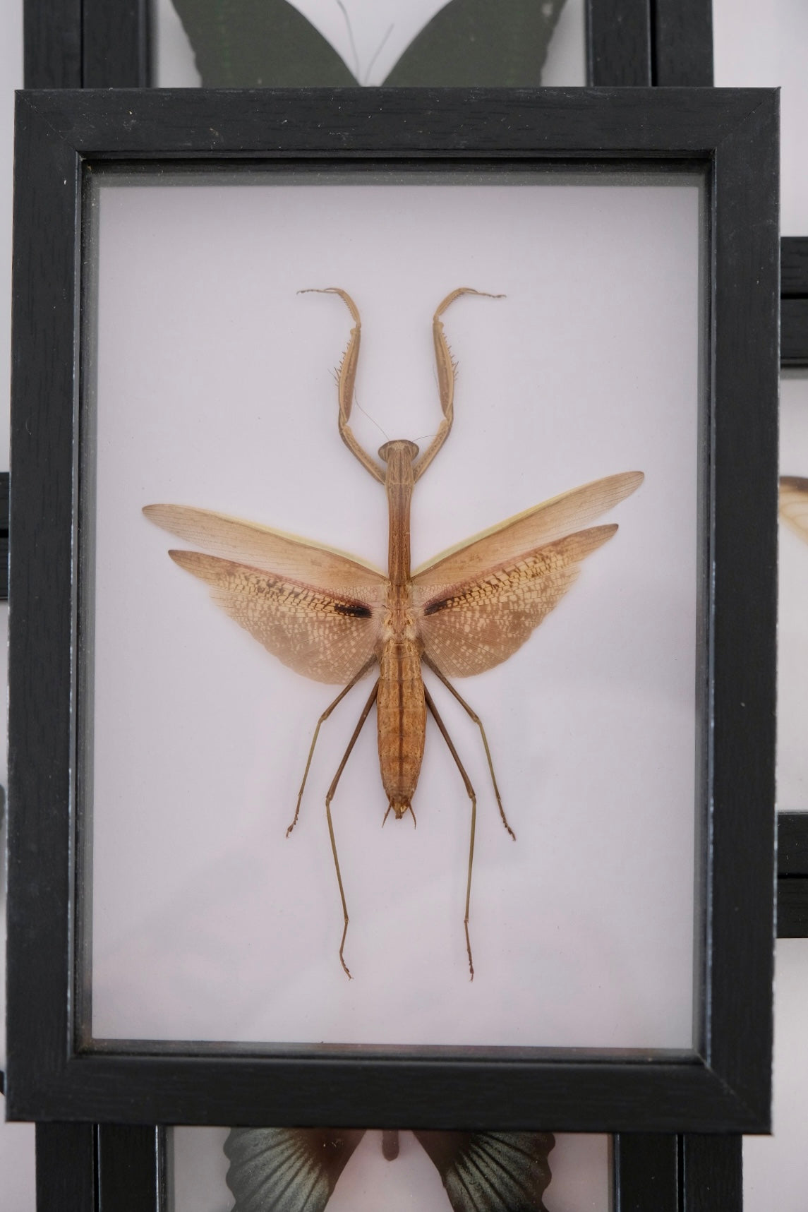 XL Asian Mantis sp in a frame
