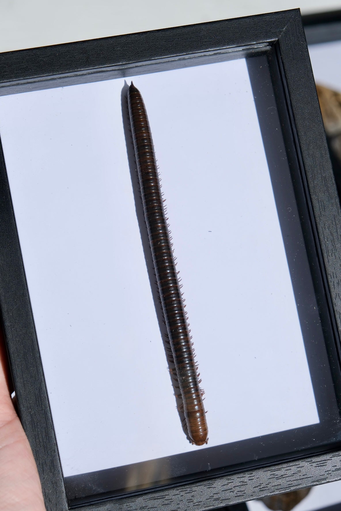 Common Asian Millipede / Trigoniulus Corallinus in a frame