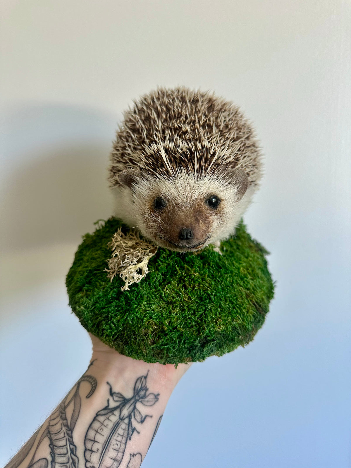 "Ivy" Taxidermy Hedgehog