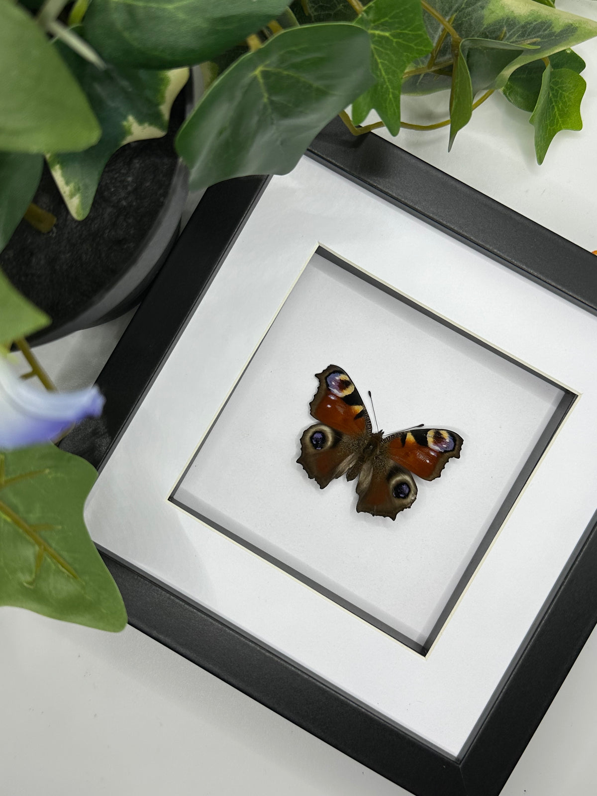 Peacock Butterfly / Aglais IO in a frame