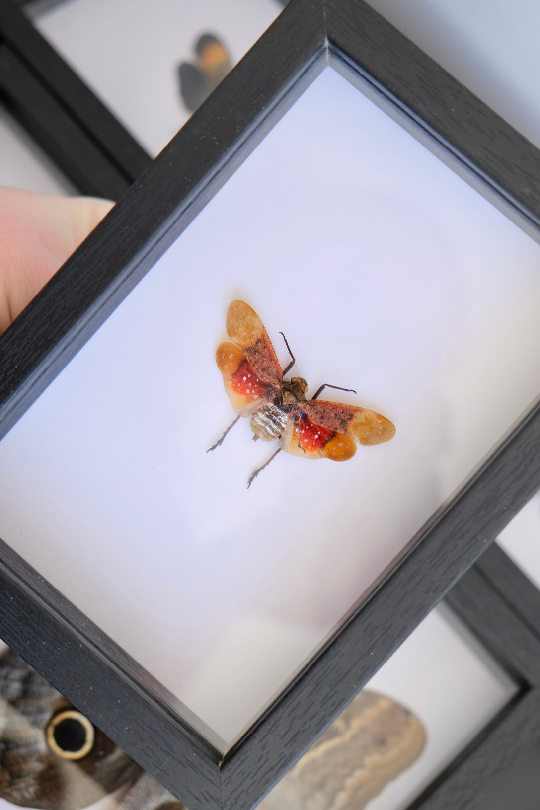 Plant Hopper / Small Horned Lanternfly (Penthicodes Farinosa) in a frame