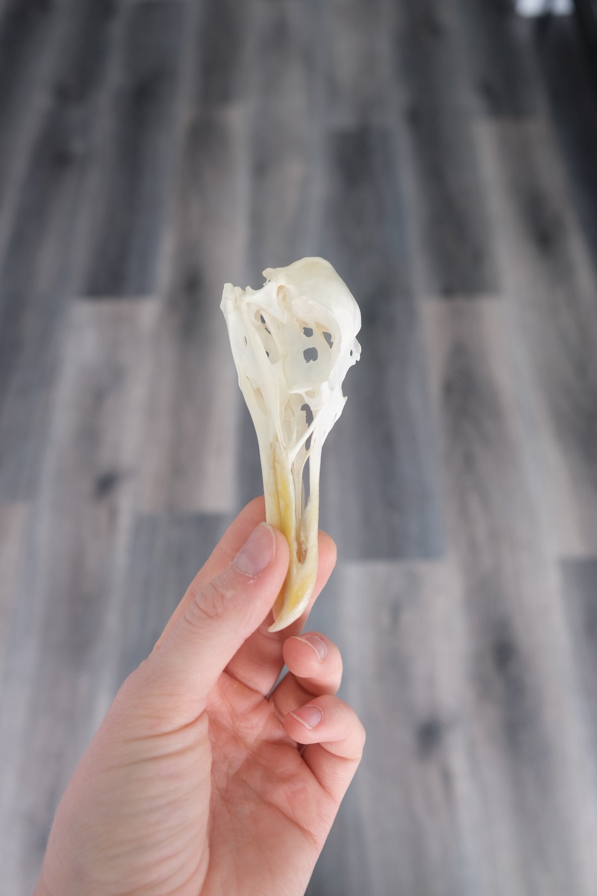 Greater Black Billed Gull Skull