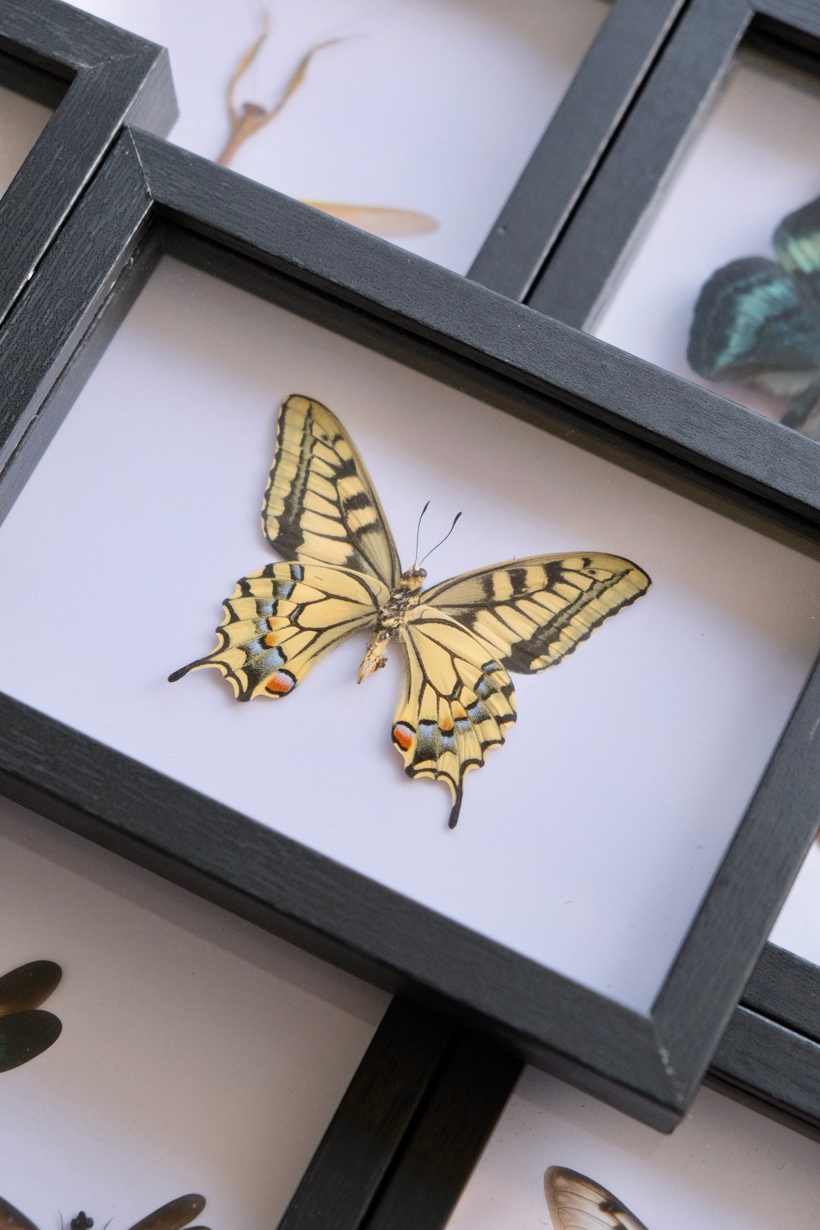 Old World Swallowtail / Papilio Machaon in a frame