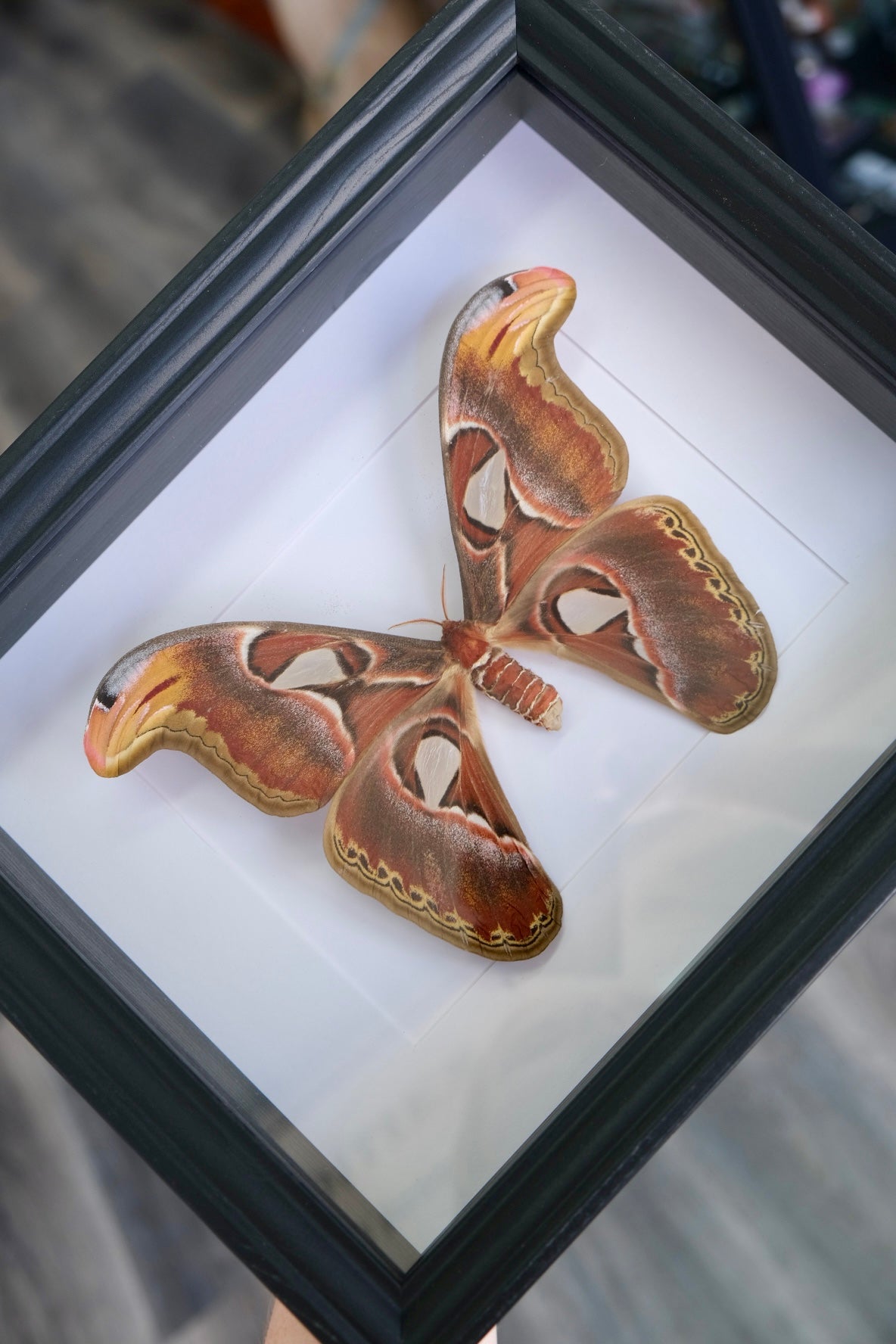 Attacus Atlas Moth in a frame