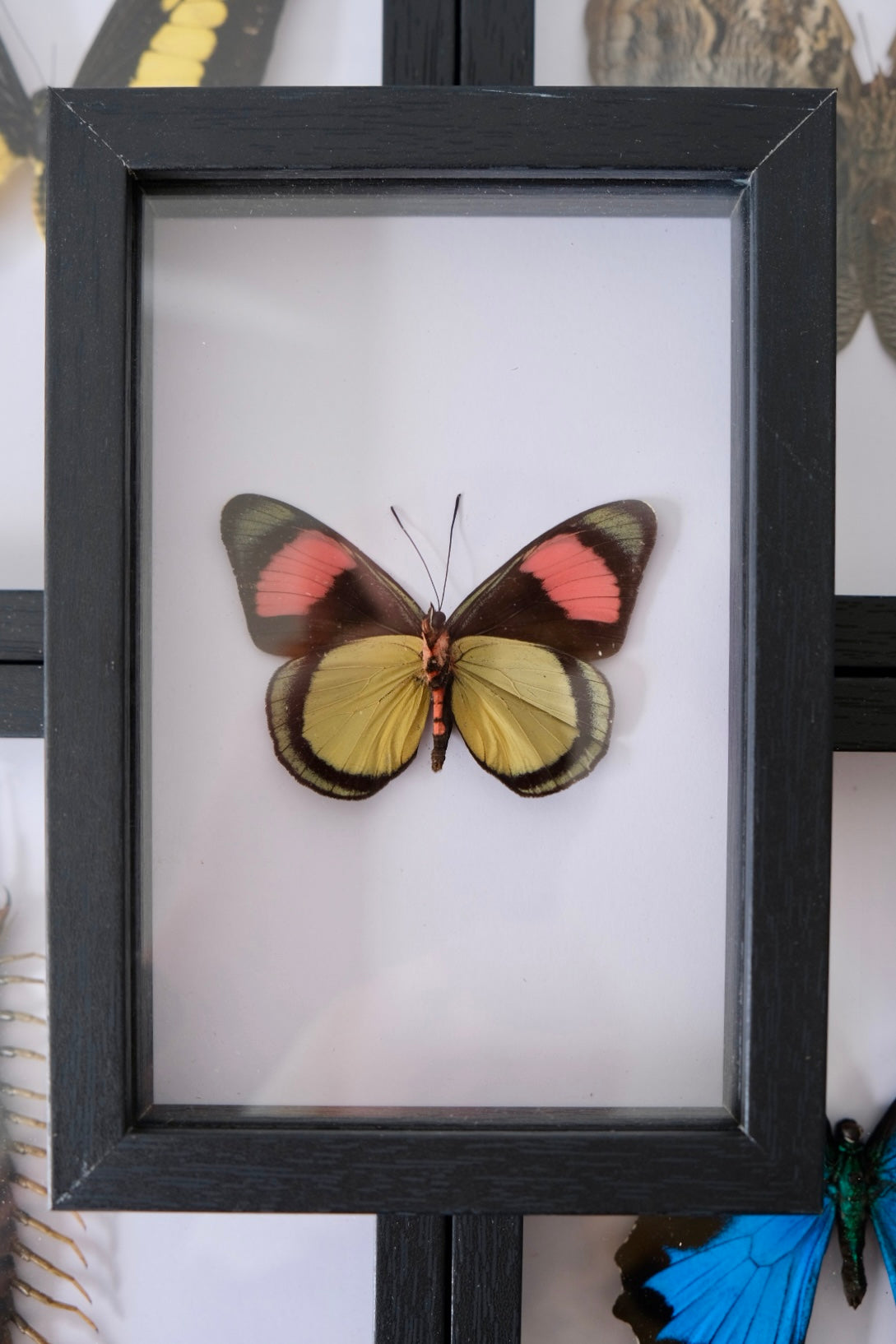 Painted Beauty Butterfly / Batesia Hypochlora in a frame