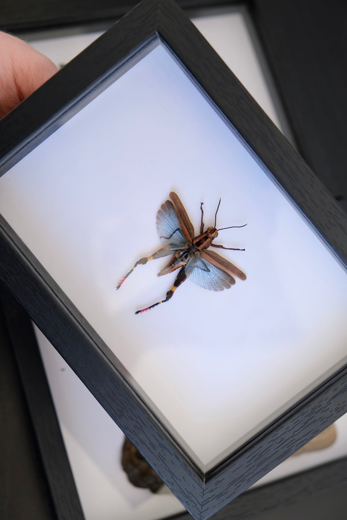Blue Forest Grasshopper / Traulia Azureipennis (Female) in a frame