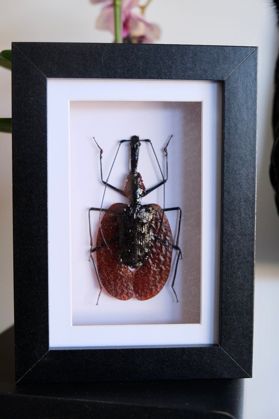 Violin Beetle / Mormolyce Phyllodes in a frame  XX-LARGE