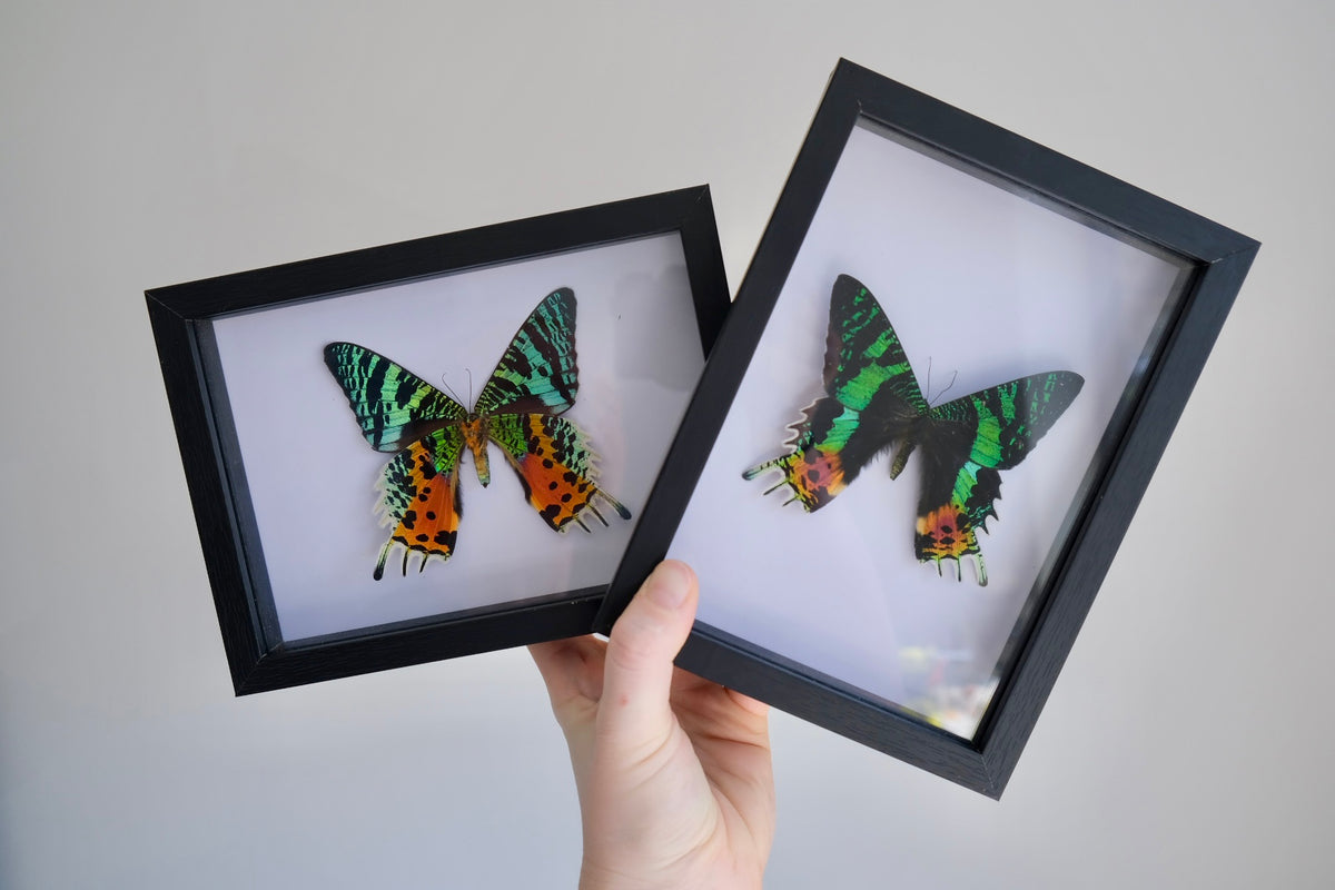 Madagascan Sunset Moth in a frame
