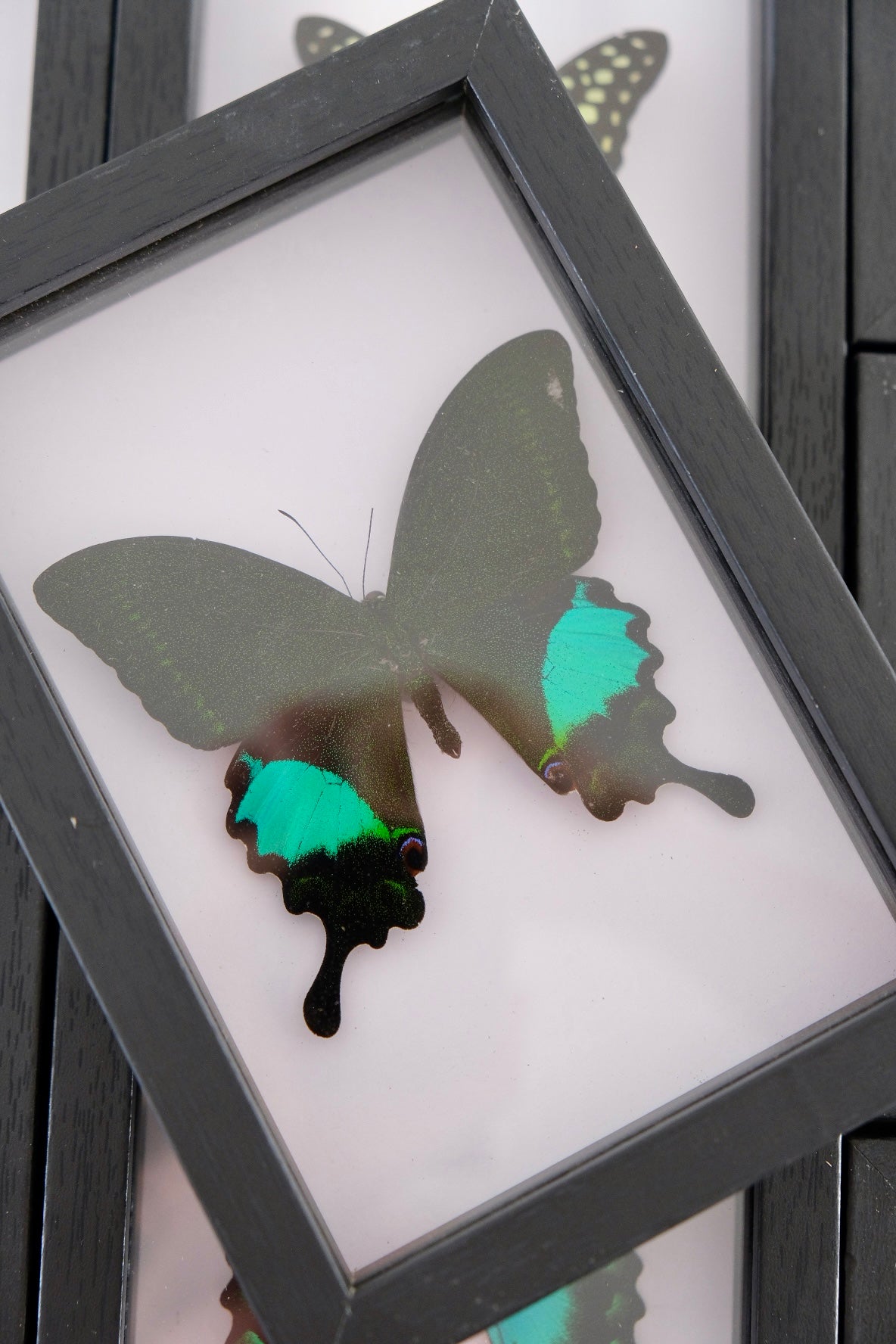Paris Peacock Butterfly / Papilio Paris in a smaller frame