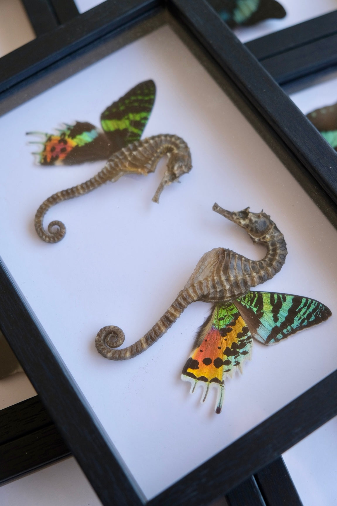 Seahorse Fairy Duo frame | Madagascan Sunset Moth