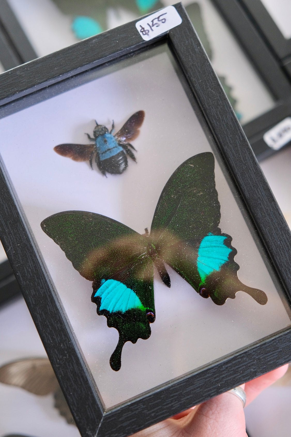 Blue Carpenter Bee & Paris Peacock Butterfly Duo Frame