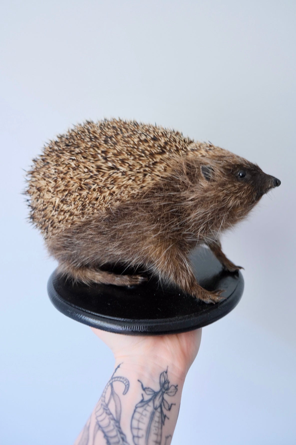 "Sonic" Taxidermy Hedgehog | Torn Leg
