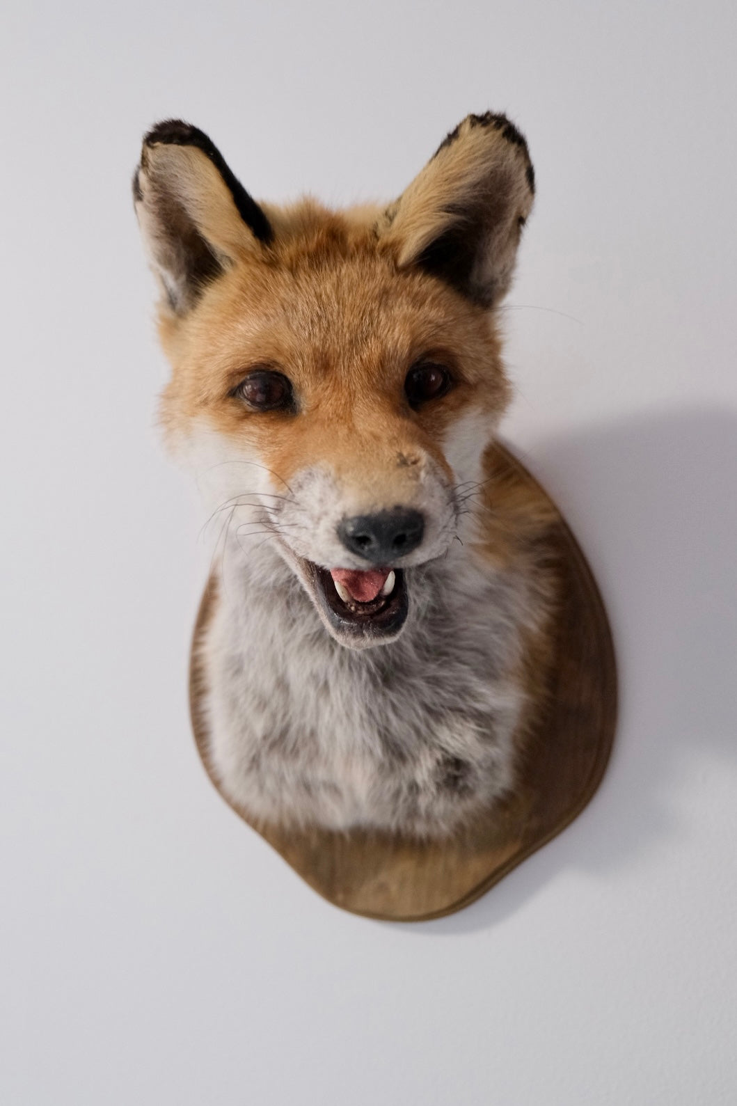 "Bandit" Taxidermy Fox Shoulder Mount | Express Shipping Unavailable