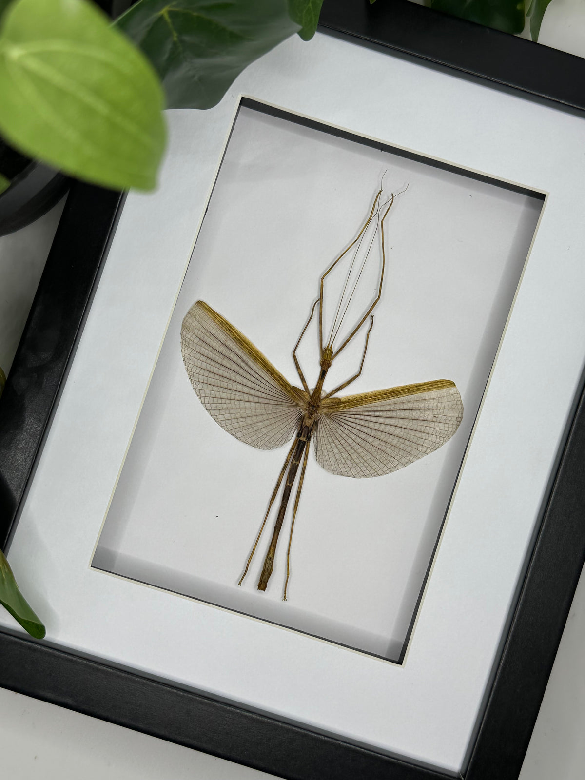 Stick Insect Sp. in a frame #1