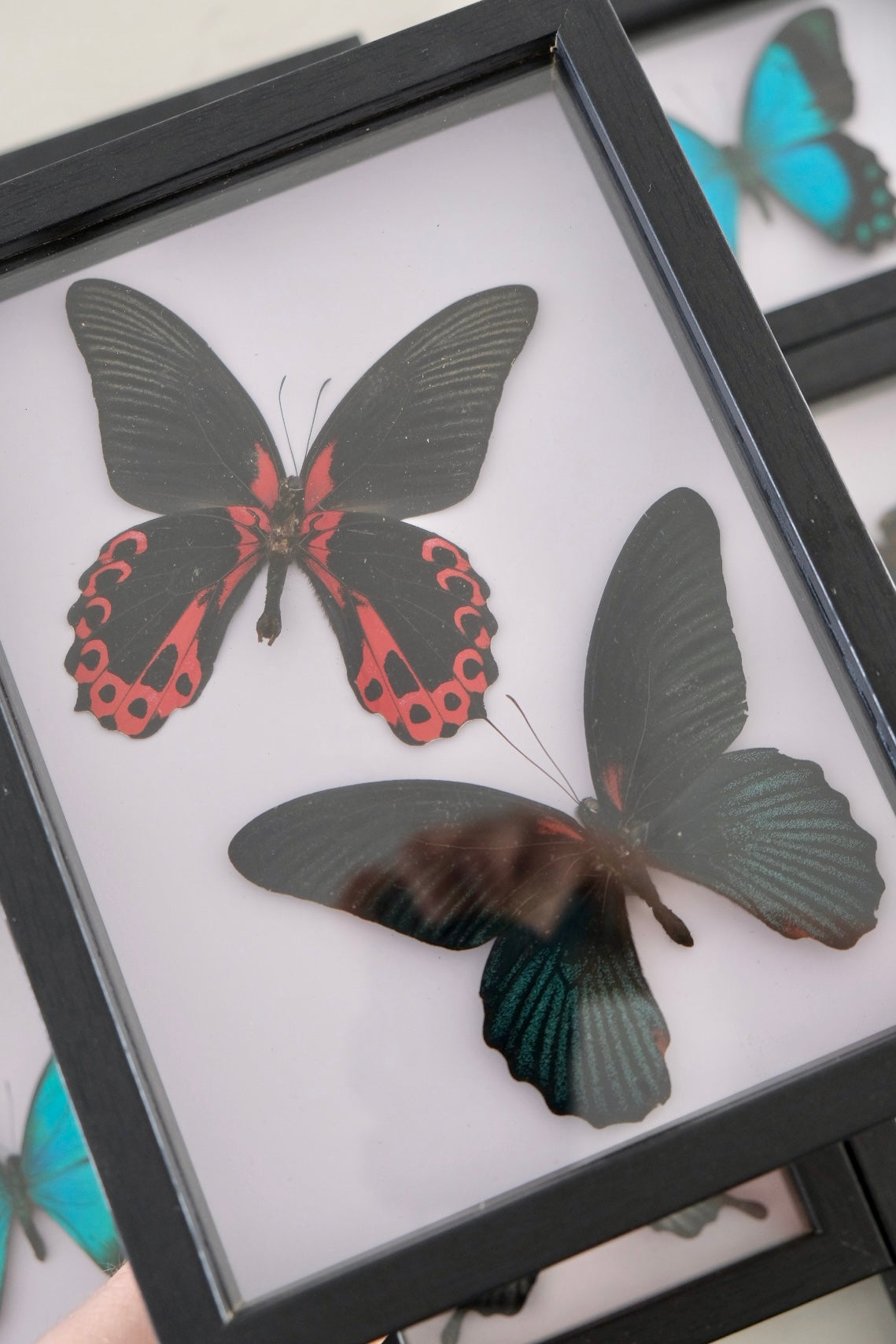 Duo Mormon Butterflies / Papilio Rumanzovia & Papilio Memnon in a frame (Male)