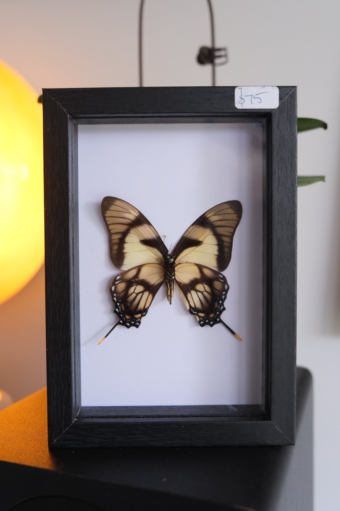 Kite Swallowtail / Eurytides Dolicaon in a frame (Antenna Damage)