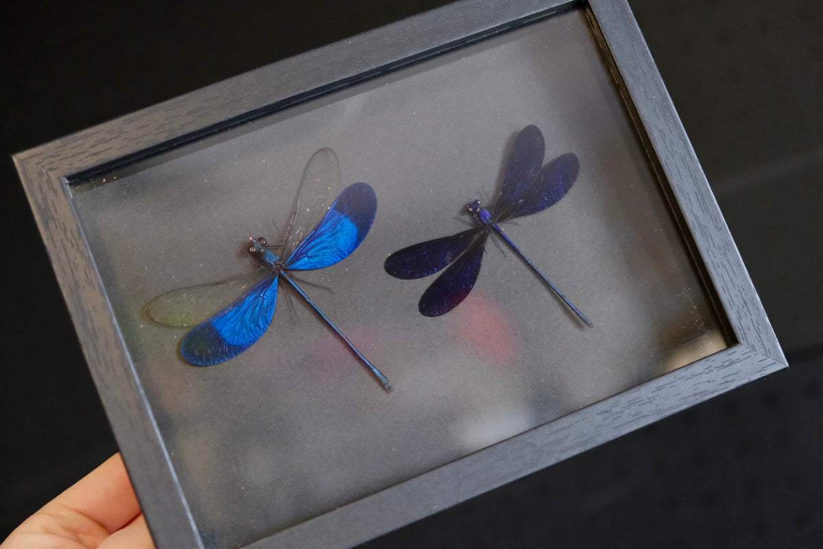 Damselfly Duo / Neurobasis Kaupi Pavo & Vestalis Luctuosa in a frame