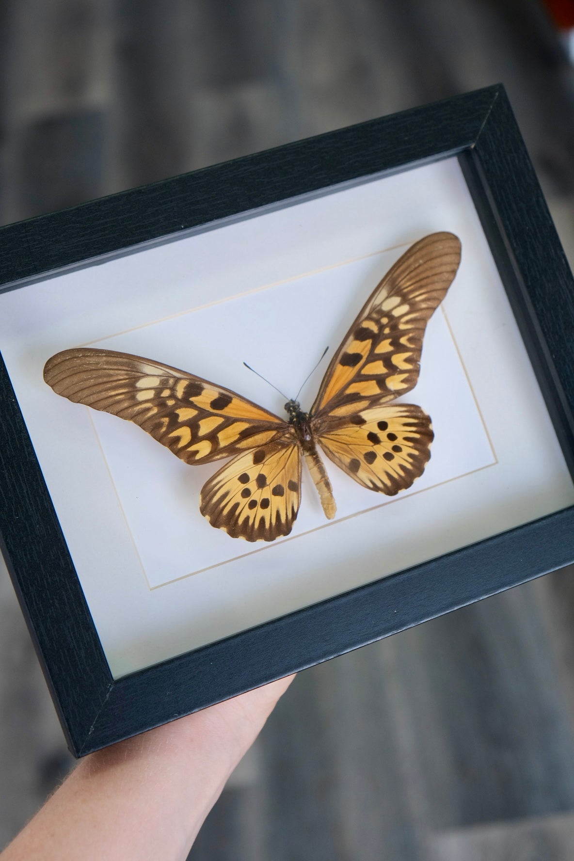 African Giant Swallowtail / Papilio Antimachus in a frame