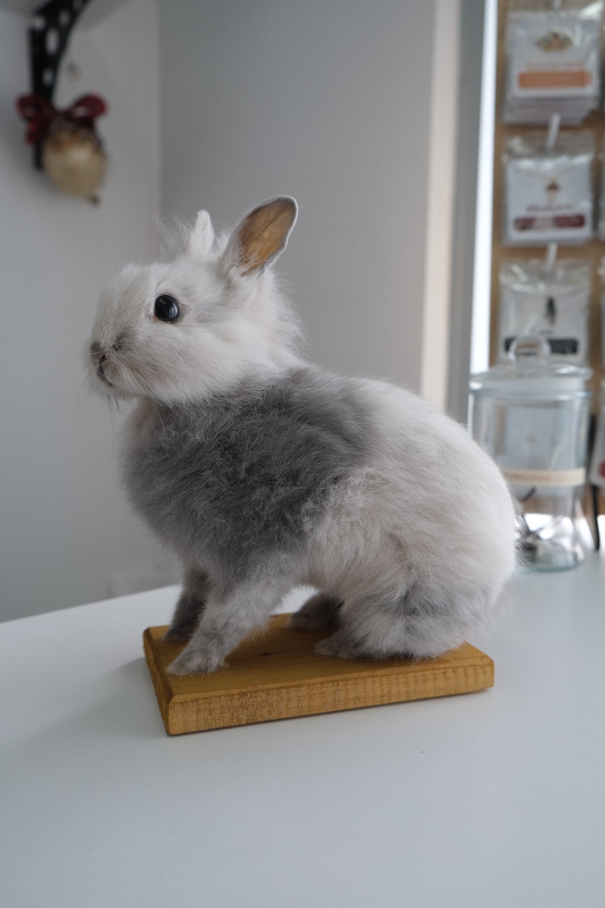 “Honey” Taxidermy Bunny