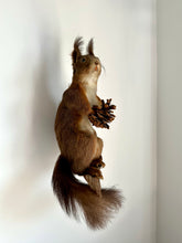 Load image into Gallery viewer, “Hugo” Taxidermy Red Squirrel
