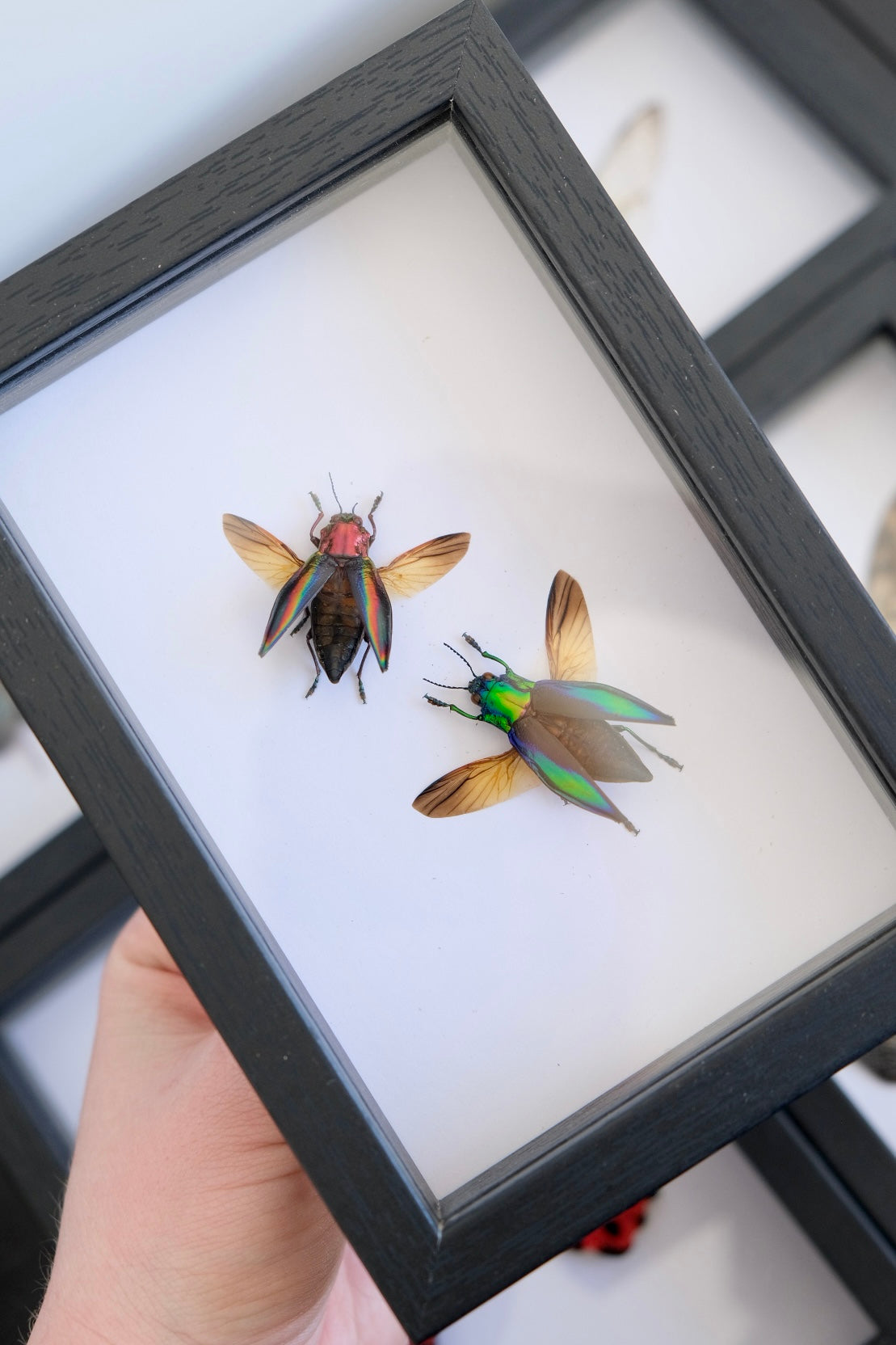 Duo Coloured Jewel Beetle Frame #1