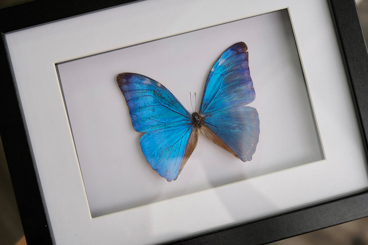 Morpho Adonis Butterfly in a frame