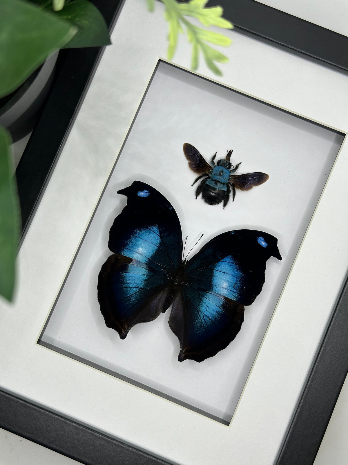 Hookwing Butterfly & Blue Bee duo frame