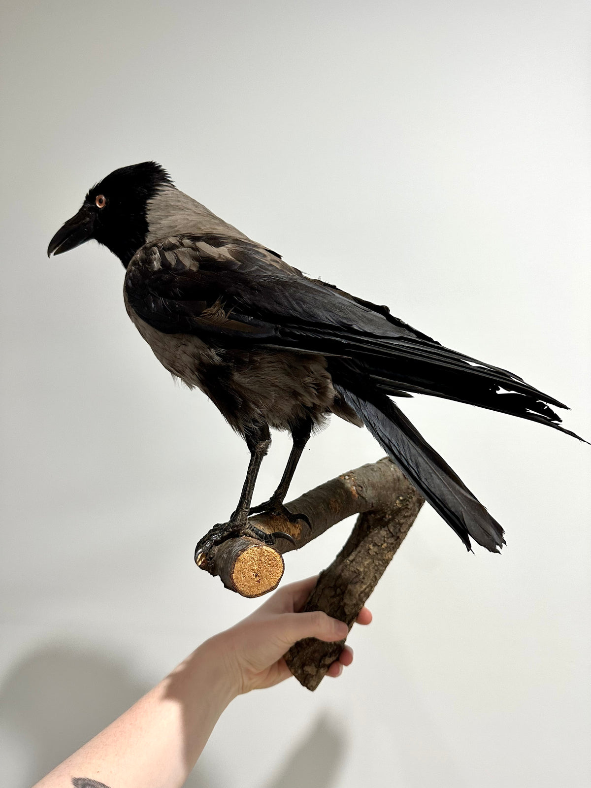 “Apollo” Taxidermy Hooded Crow | Wall Mounted | PICK UP ONLY