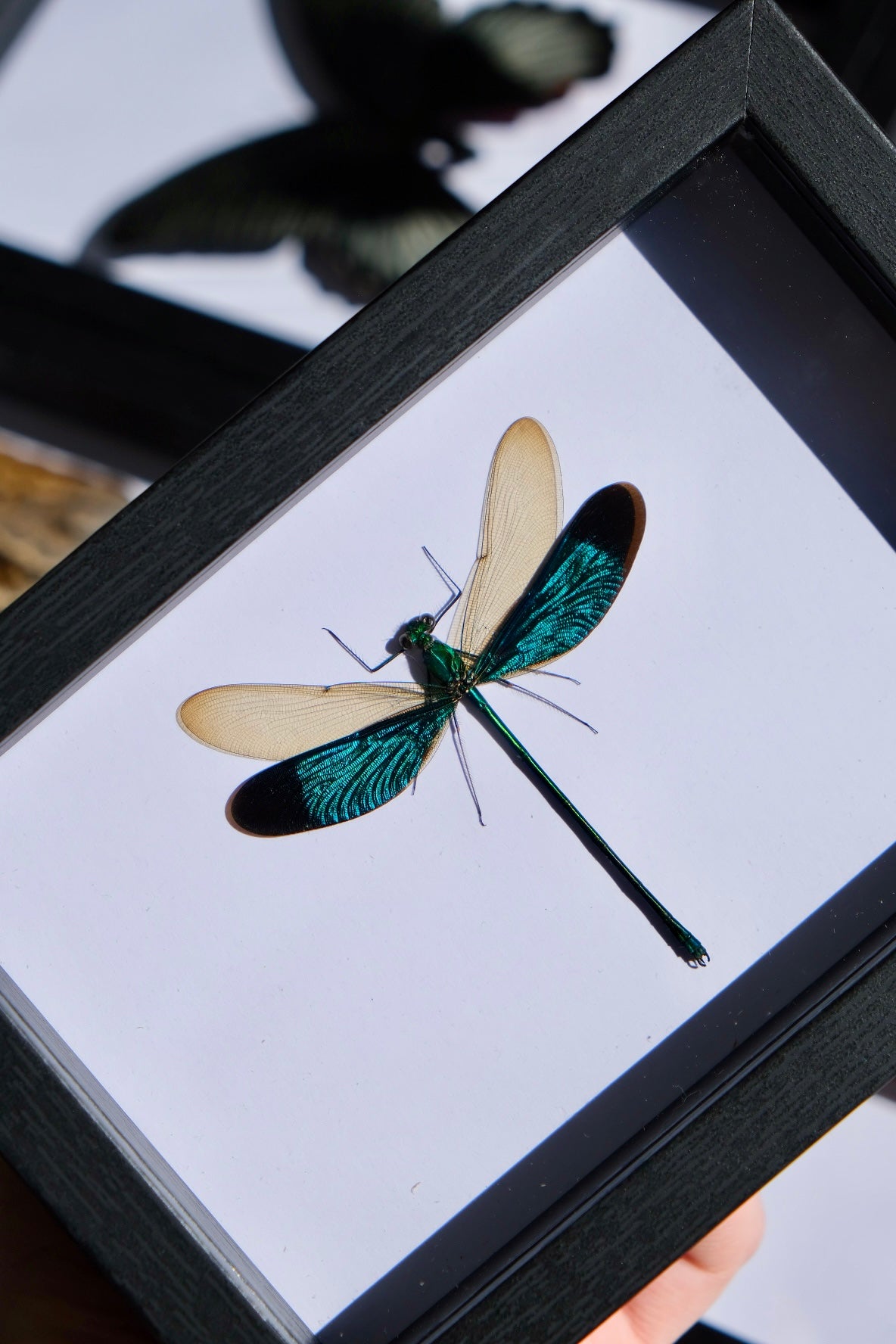 Damselfly / Neurobasis chinensis in a frame