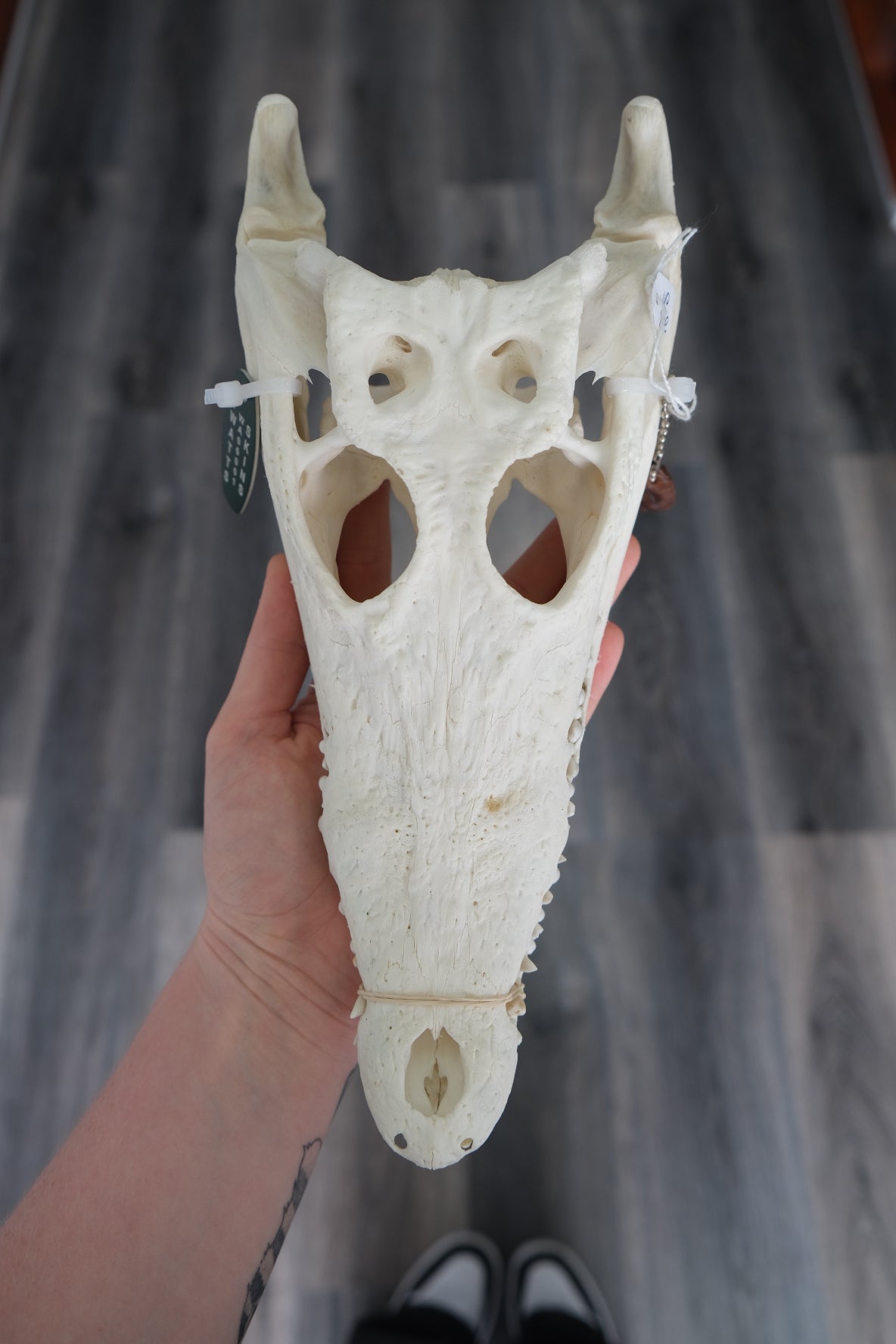 Australian Saltwater Crocodile Skull #3