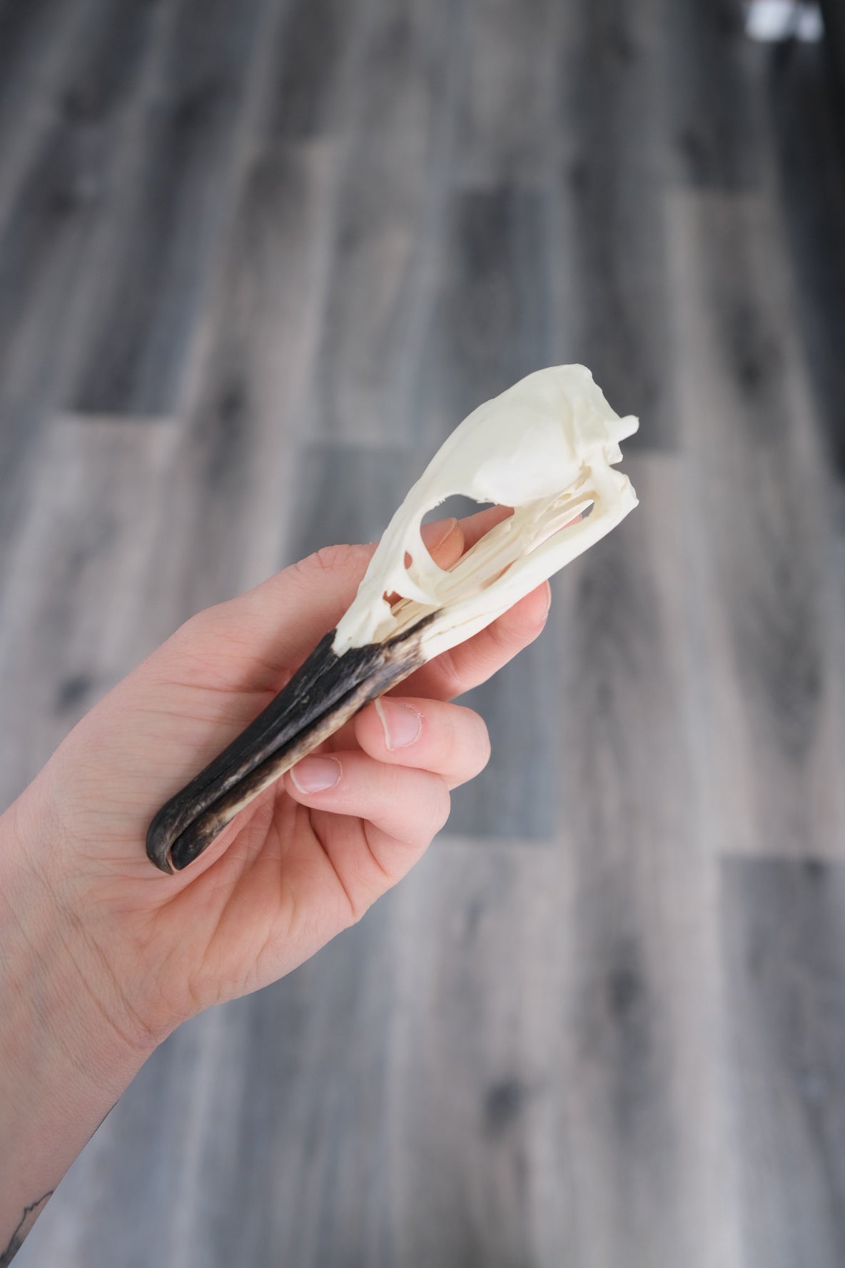 Shag Bird Skull