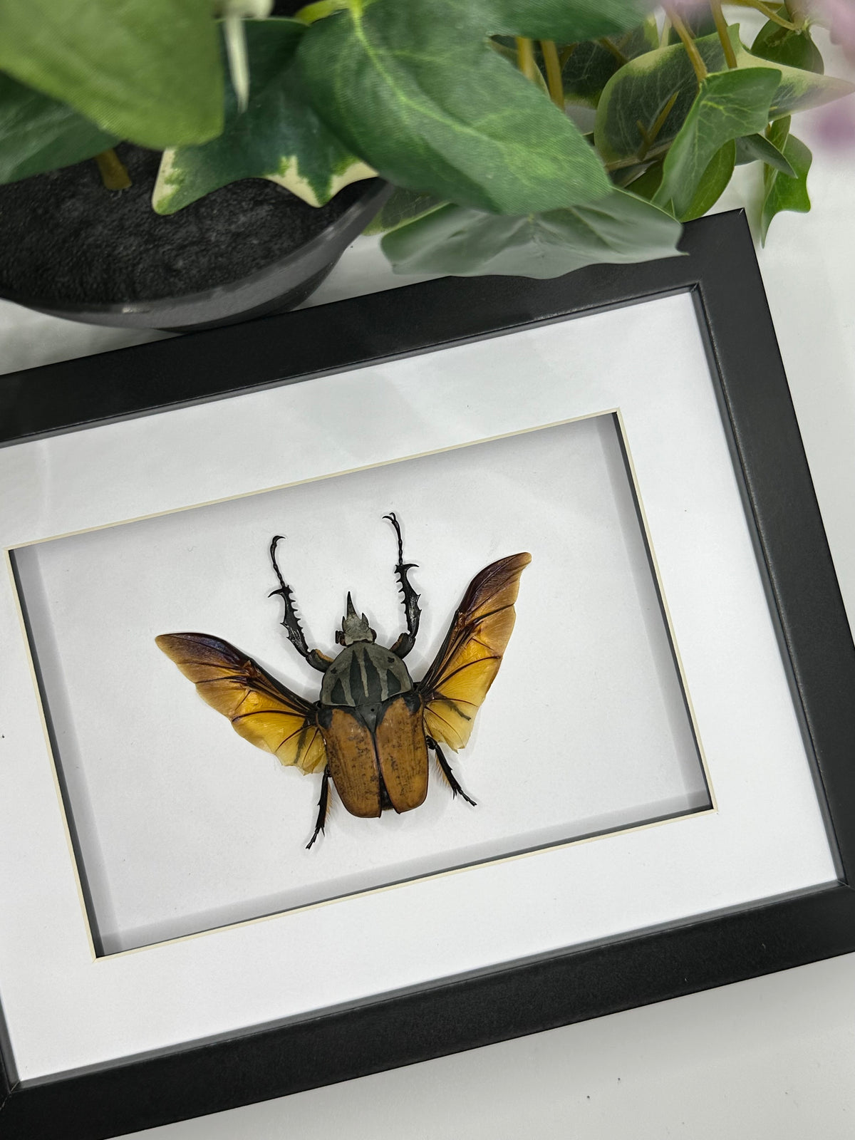 Giant African flower Beetle / Mecynorrhina Oberthuri Unicolor in a frame | Spread