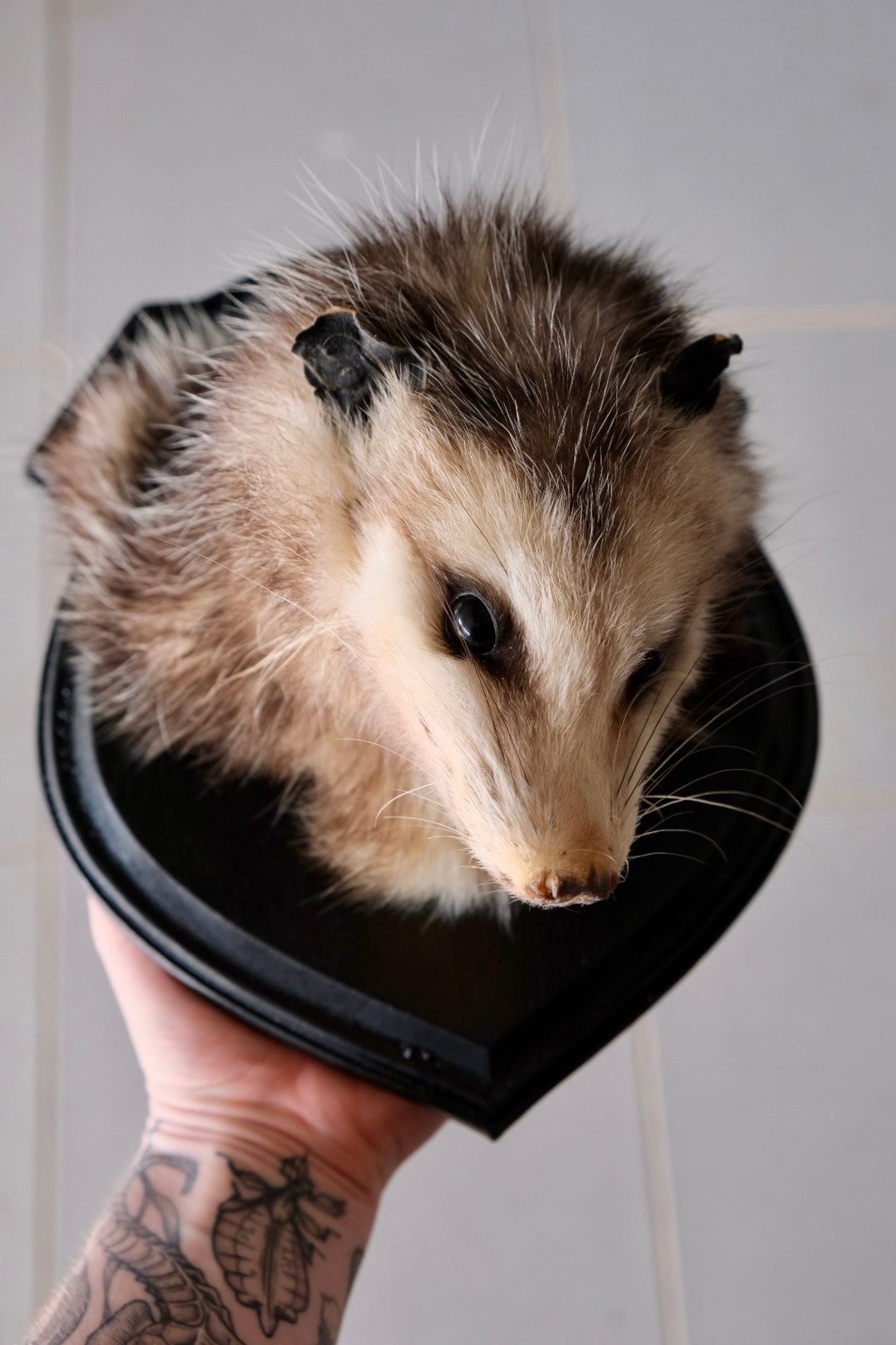 "Macaroni” Taxidermy American Opossum Head Mount