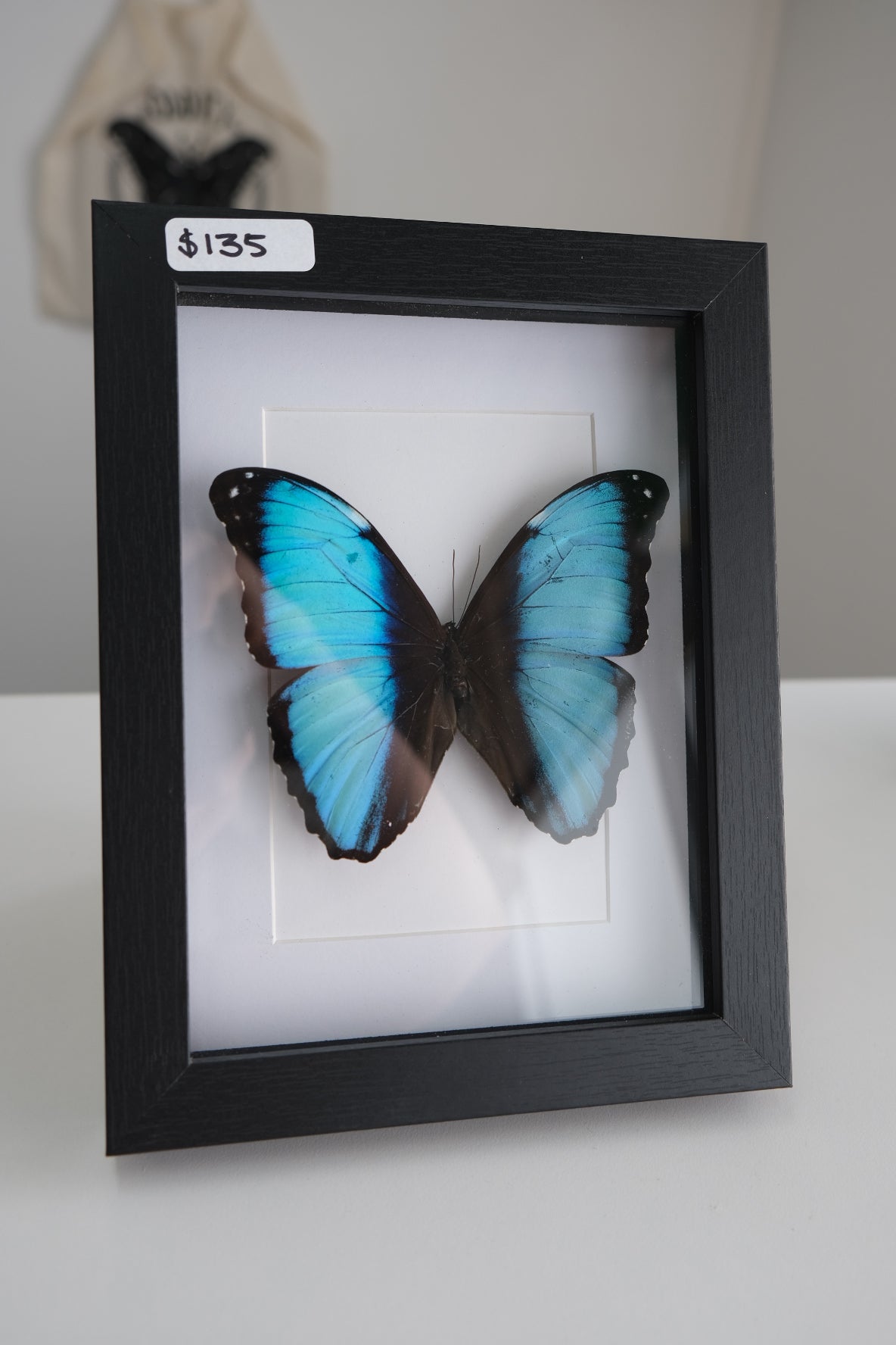 Blue Morpho Butterfly in a frame