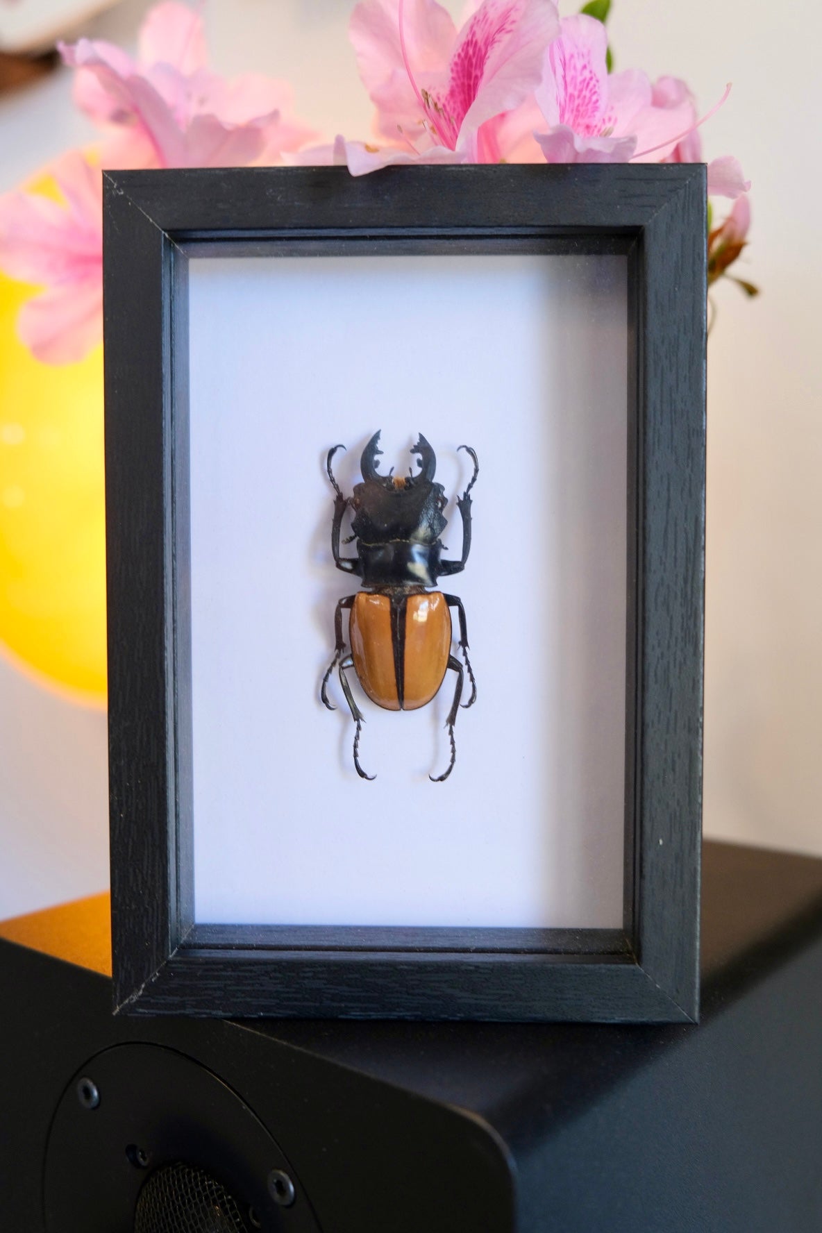 Stag Beetle / Odontolabis Ludekingi in a frame