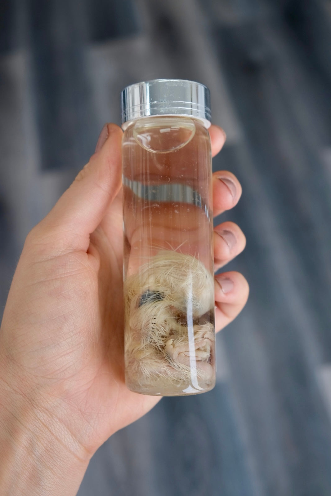 Wet Specimen Chick Vial