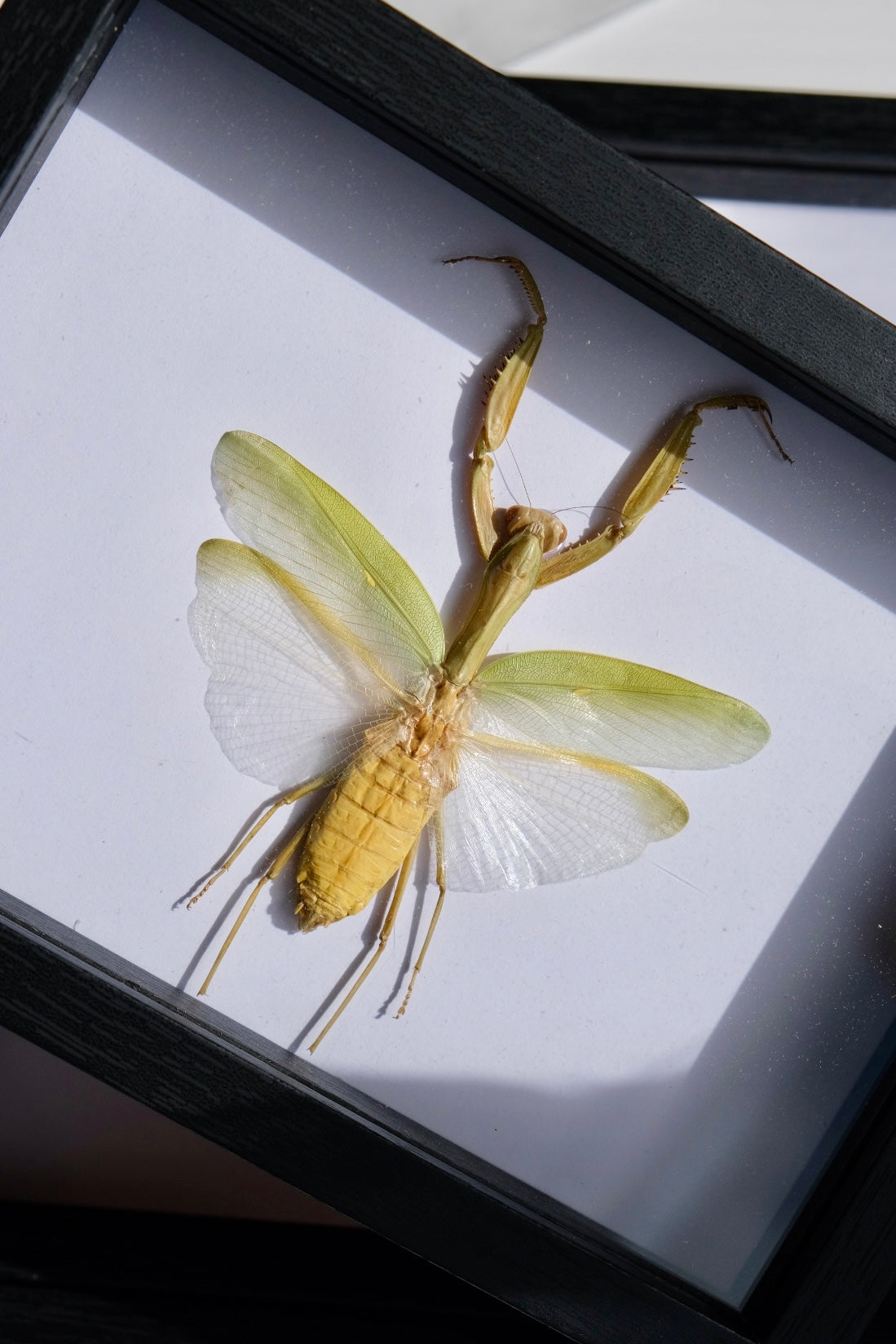 Green Praying Mantis / Hierodula Venosa in a frame