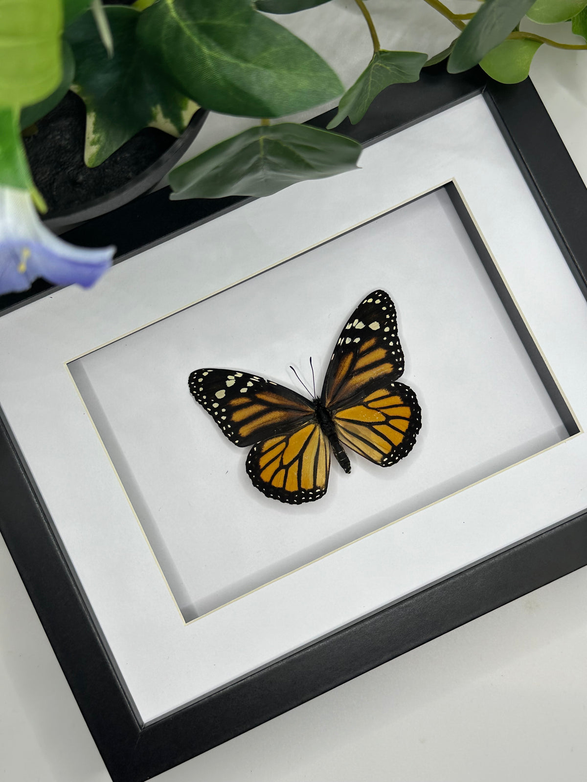 Monarch Butterfly / Danaus Plexippus in a frame
