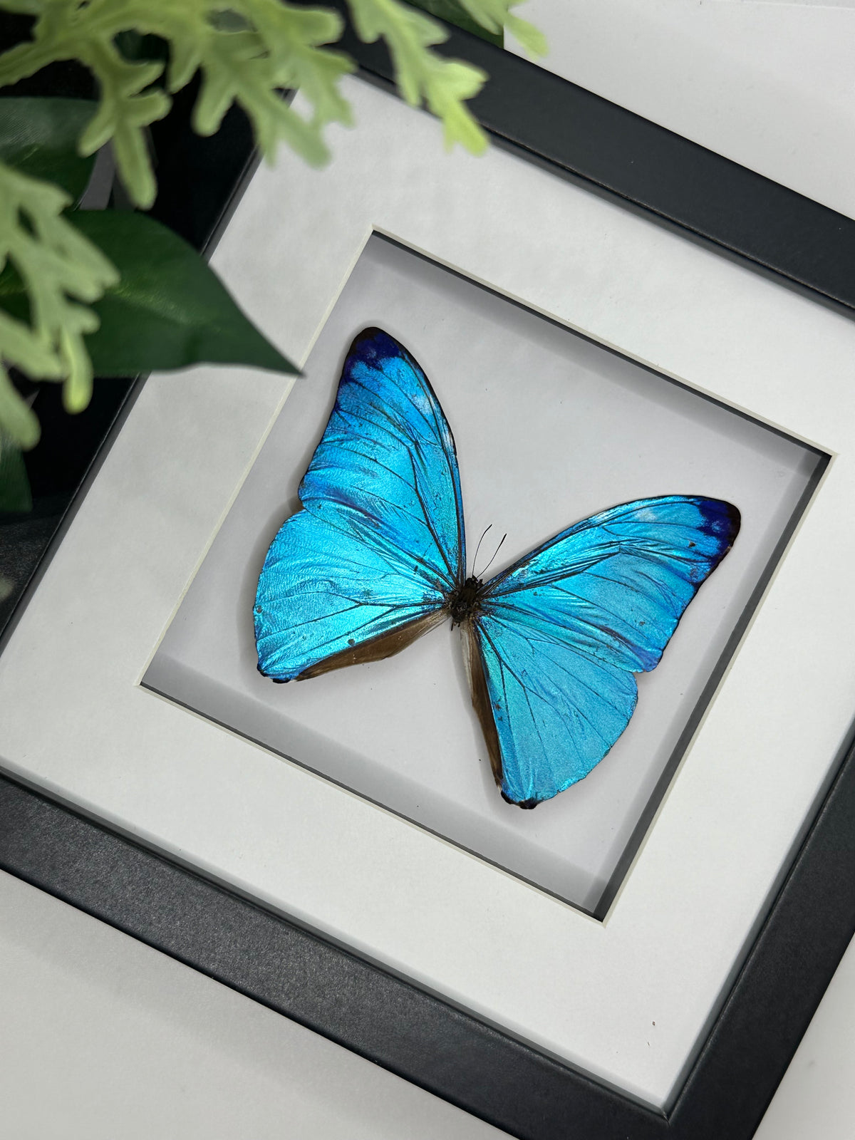 Morpho Adonis in a frame