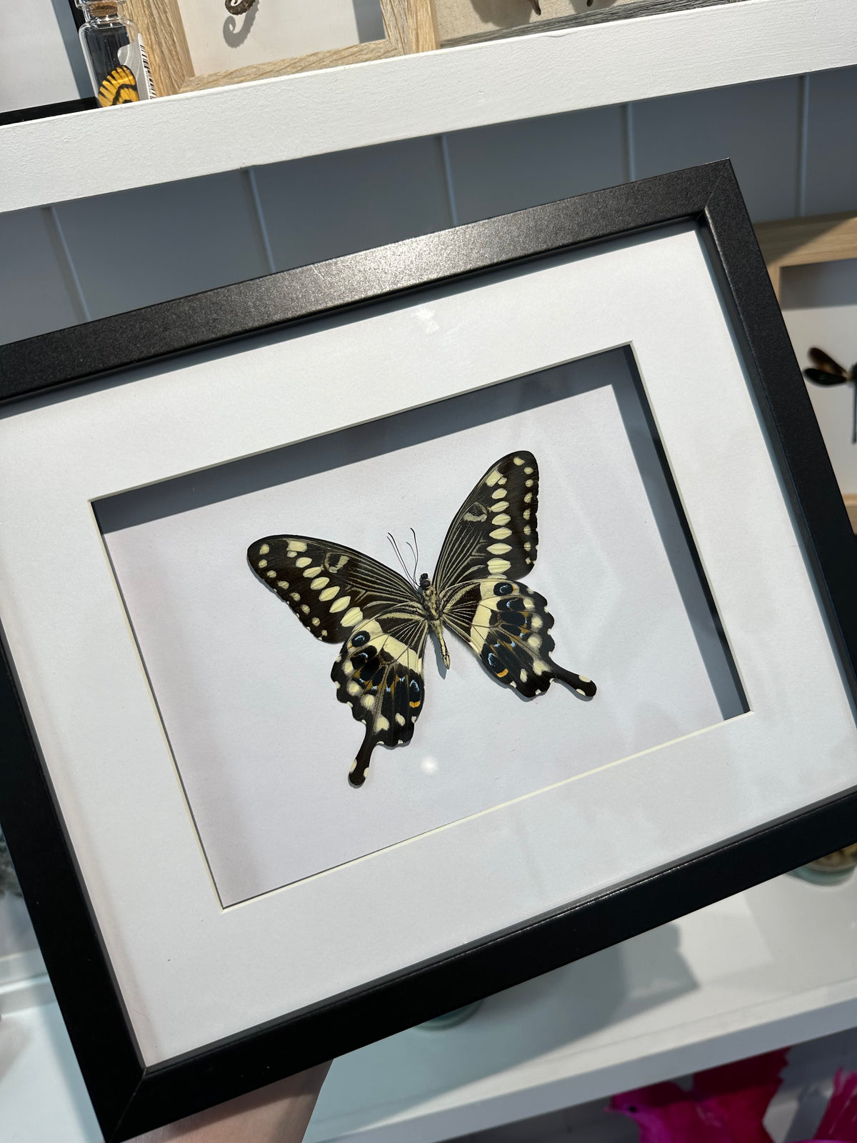 Central Emperor Swallowtail / Papilio Lormieri in a frame