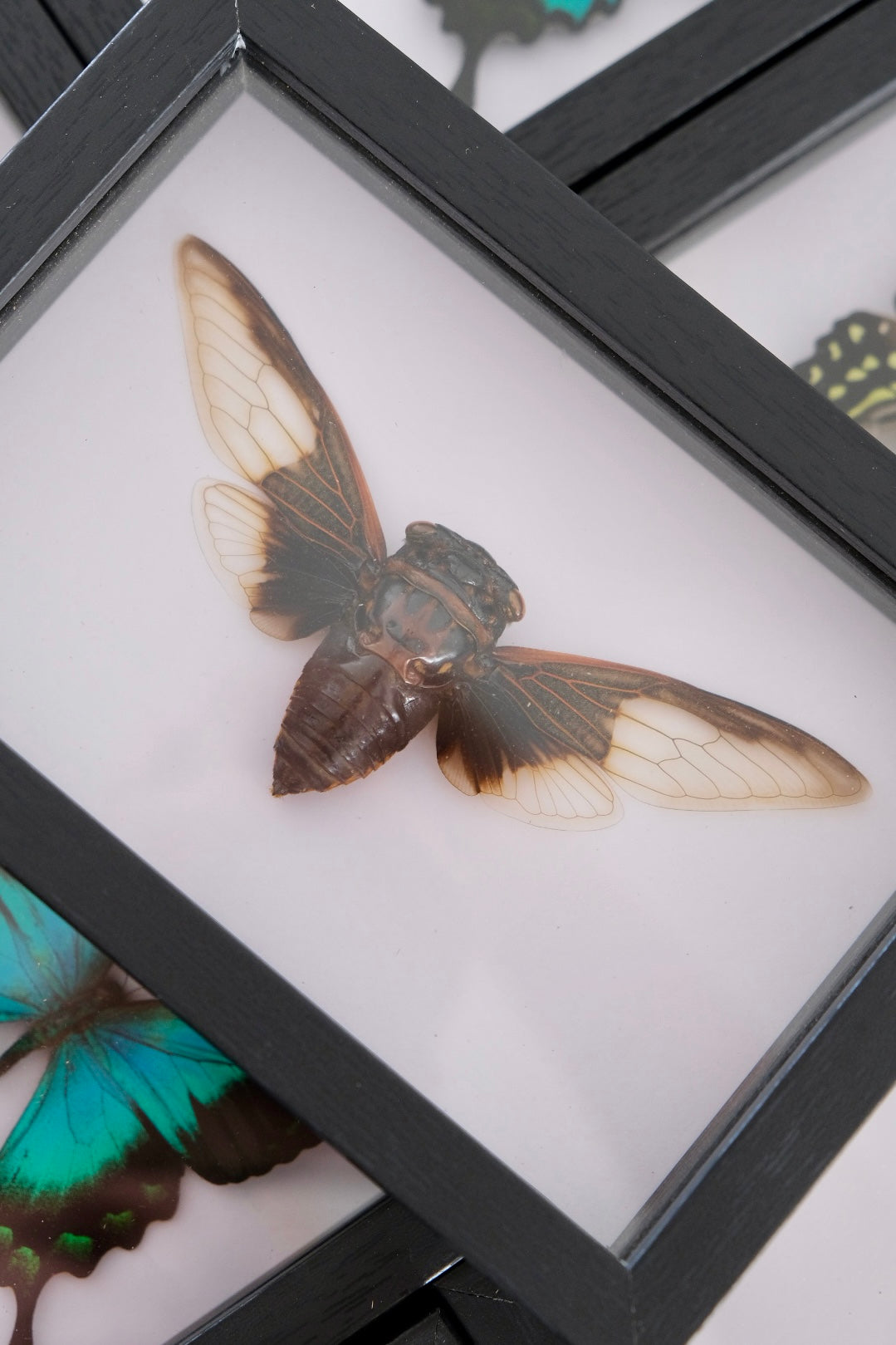 Batwing Cicada / Cryptotympana Aquilla in a frame
