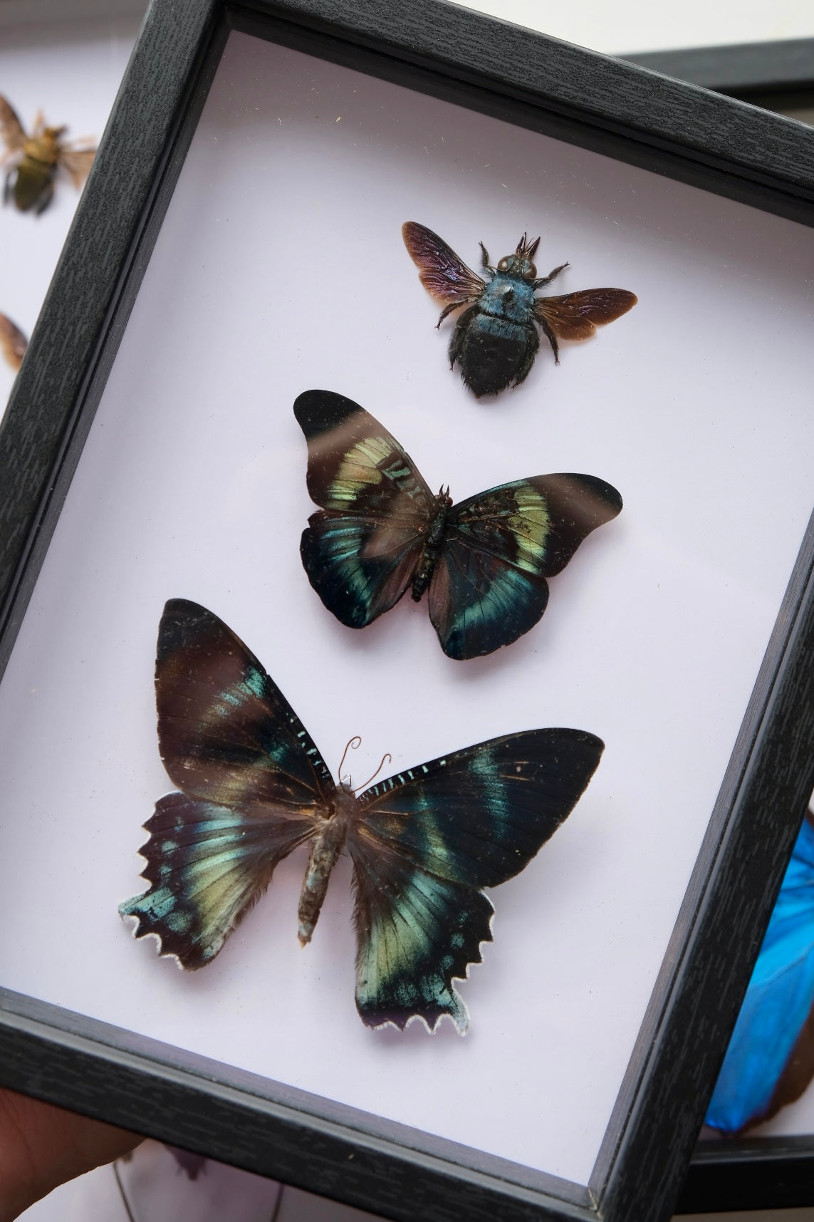 Zodiac Moth, Red Flasher Butterfly & Blue Carpenter Bee Trio Frame