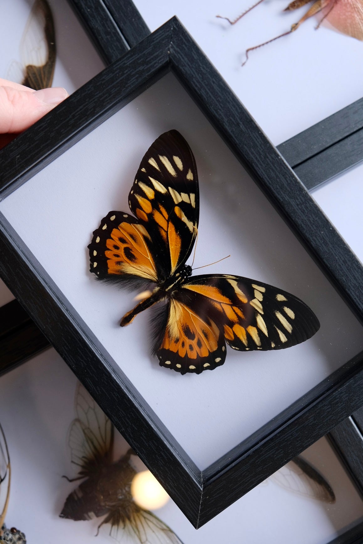 Papilio Zagreus Swallowtail in a frame