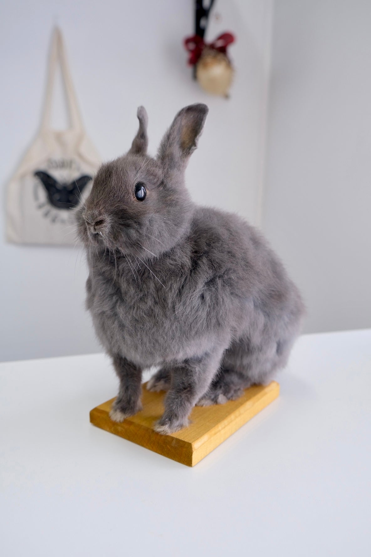 “Georgie” Taxidermy Bunny