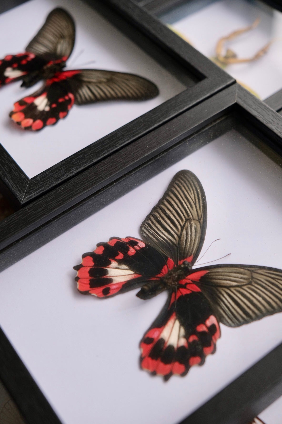 Scarlet Mormon / Papilio Rumanzovia in a frame (Female) | Ventral (Underside)