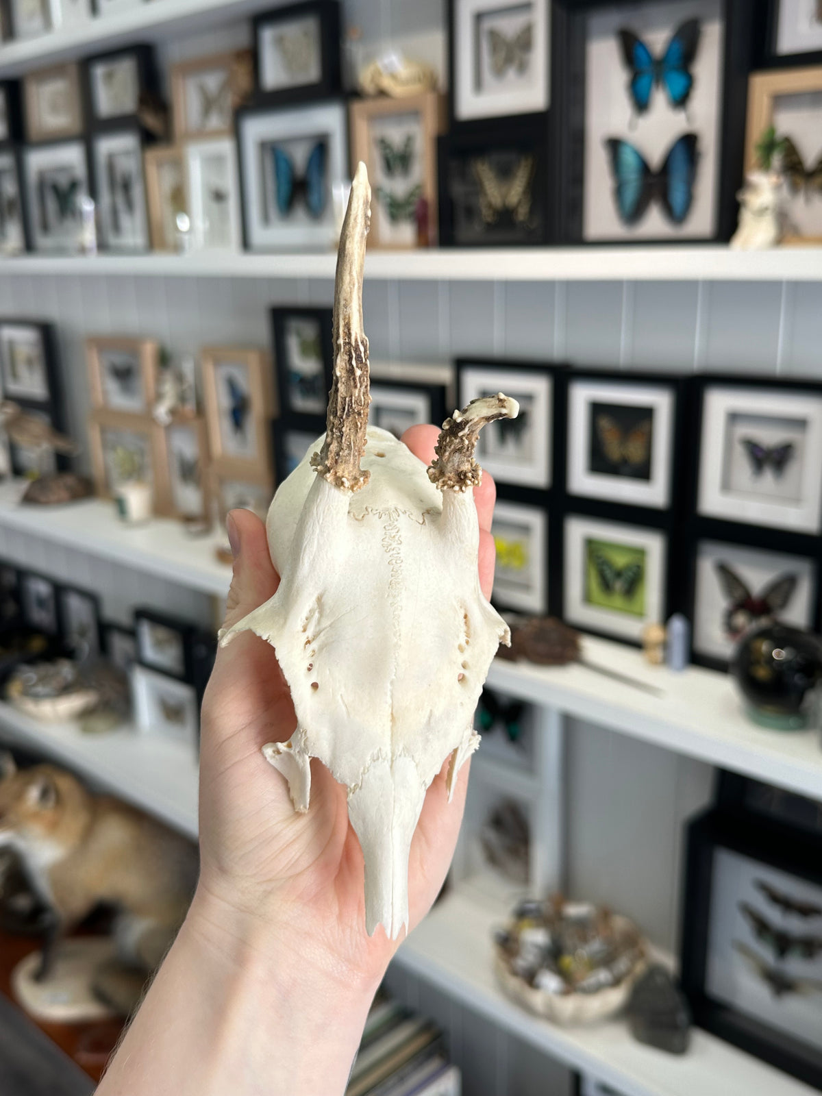 Roe Deer Skull Cap