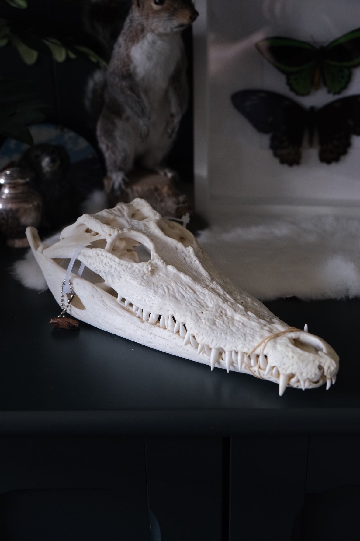 Australian Crocodile Skull